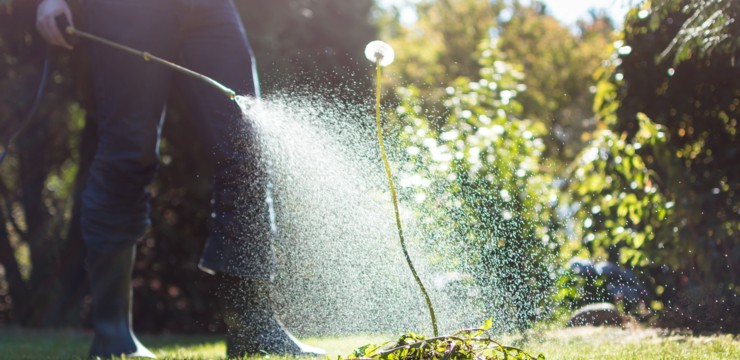 Co na chwasty w trawie i kostce brukowej? Sposoby HOME & GARDEN