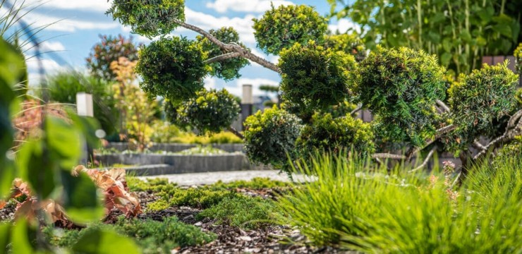 Inteligentny ogród - poznaj najbardziej użyteczne funkcje