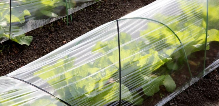 Co uprawiać w tunelu foliowym?
