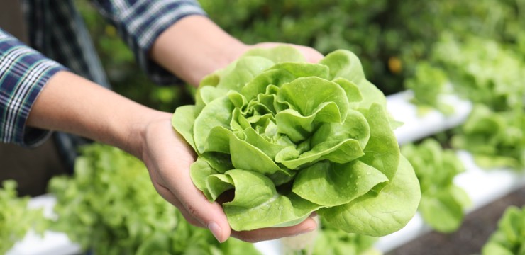 Kiedy siać sałatę? Kalendarz wysiewu