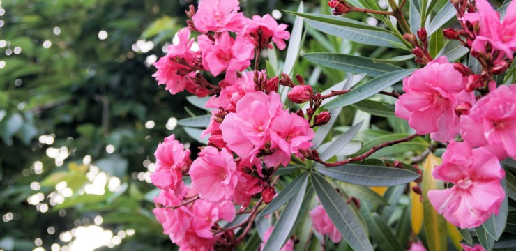 Oleander – uprawa i pielęgnacja w pigułce