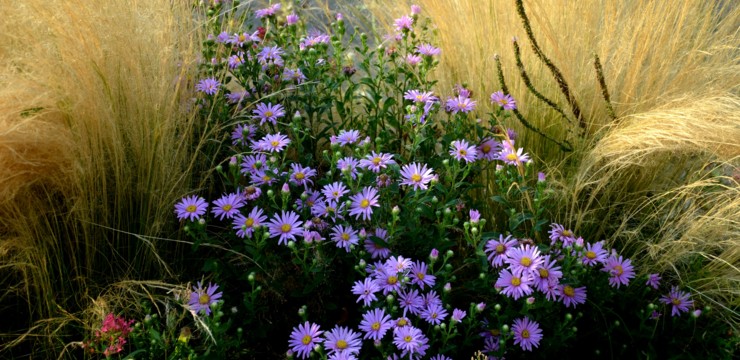 Astry – wszystko o pielęgnacji kwiatów Marcinków