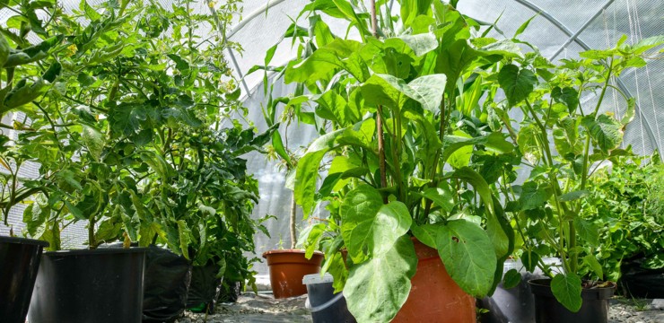 Kiedy i jak przygotować tunel foliowy na wiosnę? Lista prac