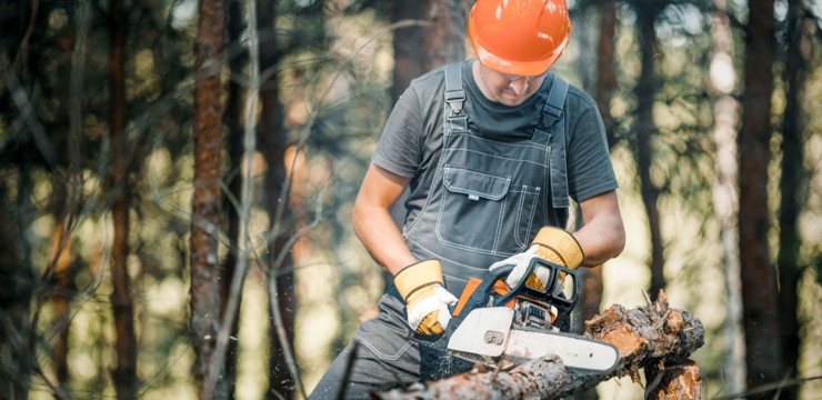 Jakie drzewa można wyciąć bez pozwolenia i jak to robić?