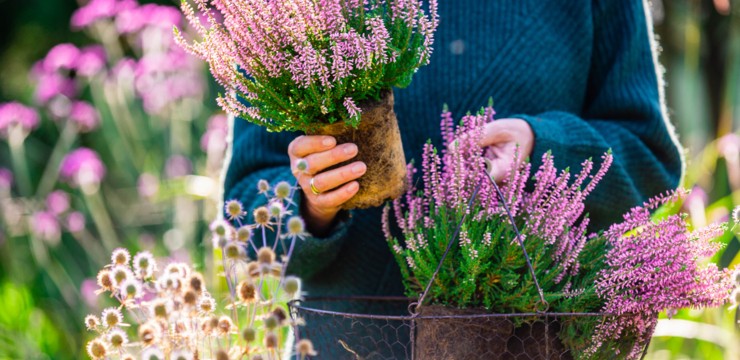 Wrzosy – sadzenie i pielęgnacja roślin w ogrodzie
