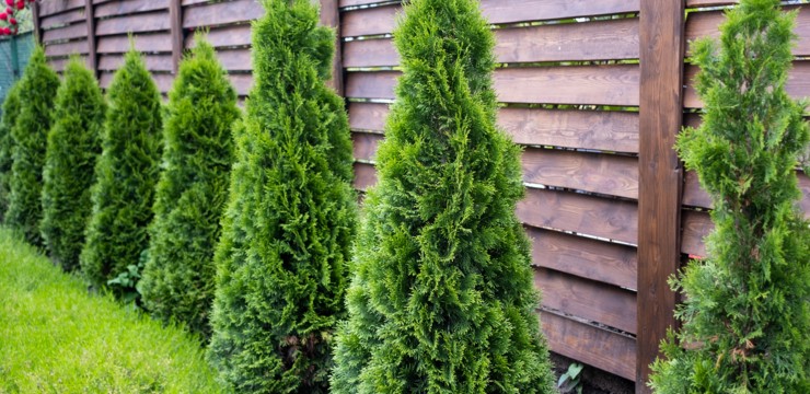 Jak i kiedy nawozić tuje, aby pięknie rosły?