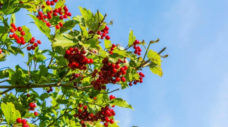 Kiedy i jak sadzimy drzewka owocowe?