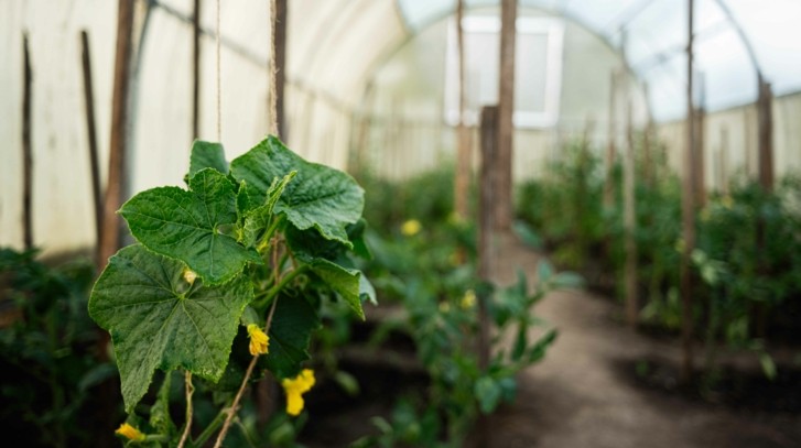 Odkażanie tunelu foliowego krok po kroku – kiedy i czym odkazić tunel foliowy, aby był gotowy na wiosnę?