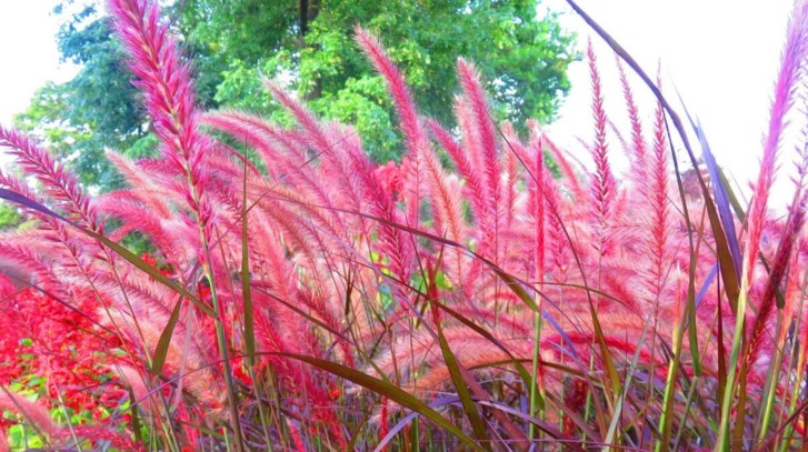 Trawy ozdobne - przegląd gatunków do każdego ogrodu
