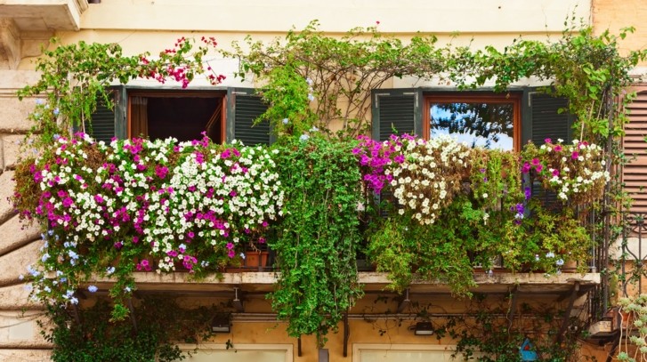 Pnącza na balkon – jakie wybrać i w jaki sposób je pielęgnować?