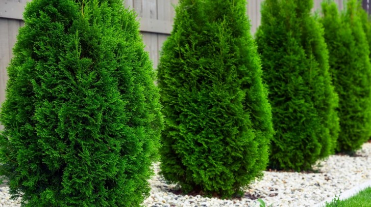 Tuje - sadzenie i pielęgnacja