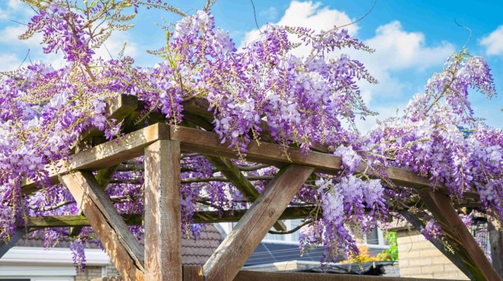 Jaka pergola do wisterii wytrzyma jej ciężar? Wybieramy solidną pergolę ogrodową