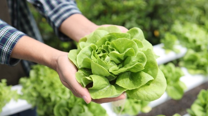 Kiedy siać sałatę? Kalendarz wysiewu