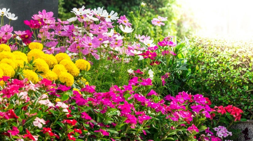 Kwiaty ogrodowe wieloletnie - jakie wybrać?