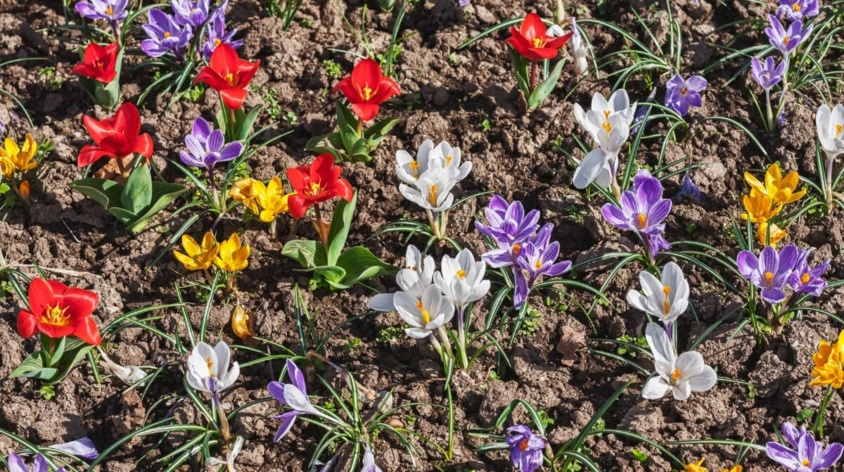 Kwiaty wczesnowiosenne w Twoim ogrodzie