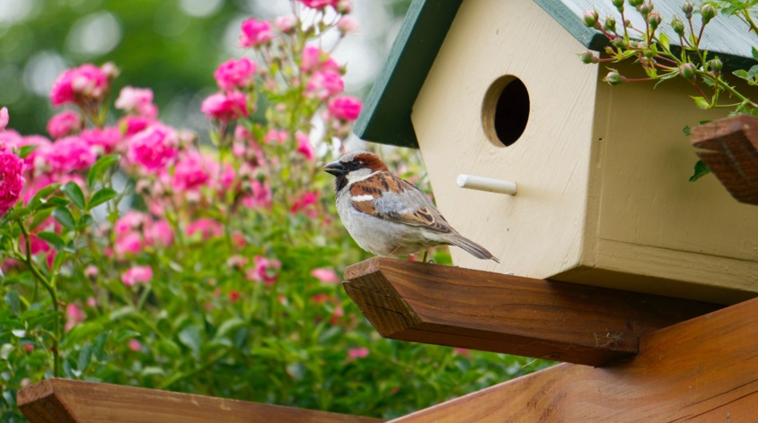 Jak zrobić karmnik dla ptaków? DIY z HOME & GARDEN