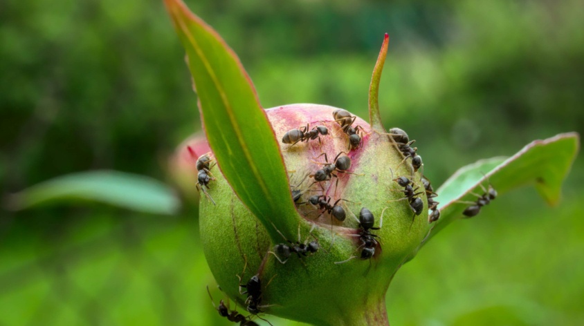 Jak pozbyć się mrówek z ogrodu? Sprawdzone sposoby