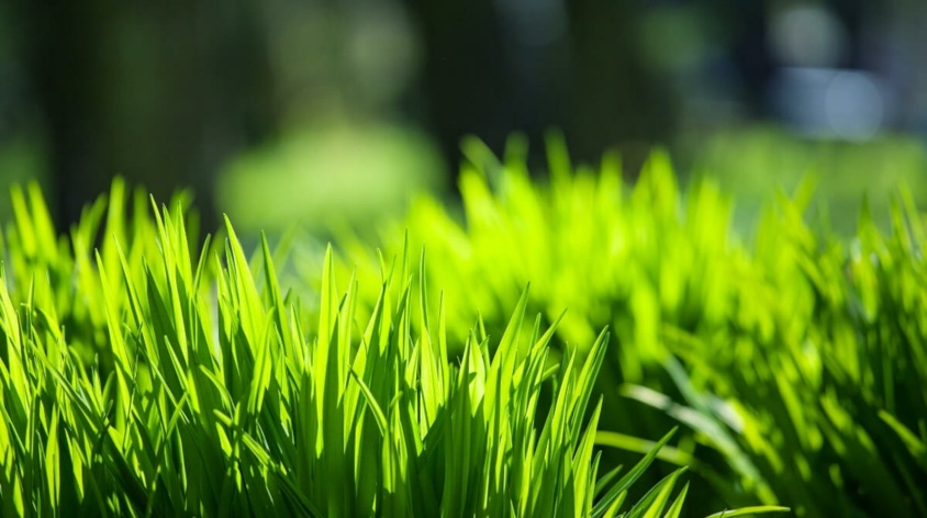 Jaka trawa na trawnik - z rolki czy z siewu?