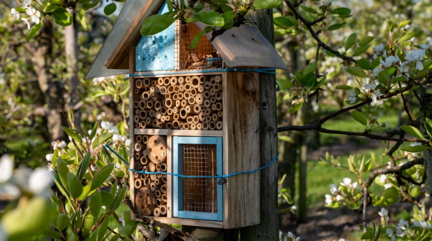 Jak zrobić domek dla owadów? Projekt DIY z HOME & GARDEN