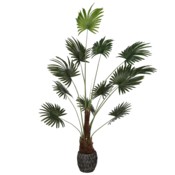 Sztuczna palma wachlarzowa na pniu 200 cm