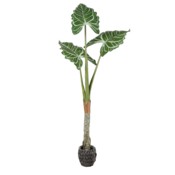 Sztuczna alokazja cucullata 180 cm