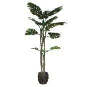 Sztuczna monstera wielopienna 180 cm
