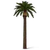 Sztuczna palma daktylowa 8 m