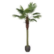 Sztuczna palma wachlarzowa 200 cm 
