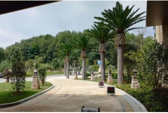 Sztuczna palma daktylowa 10 m