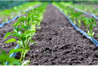 System nawadniania kropelkowego Terplant 8 m