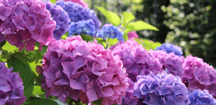 Kiedy sadzić hortensje i jak o nie dbać?