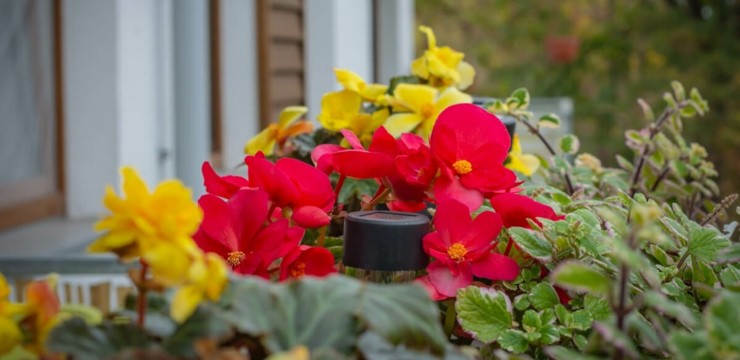 Rośliny odstraszające komary - jak chronić się latem?