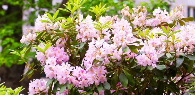 Krzewy ozdobne do ogrodu - jakie wybrać?