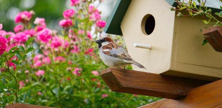 Jak zrobić karmnik dla ptaków? DIY z HOME & GARDEN