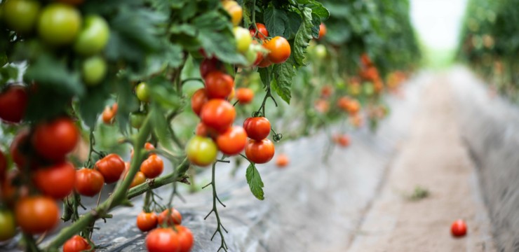 Uprawa pomidorów pod folią - ogrodniczy niezbędnik