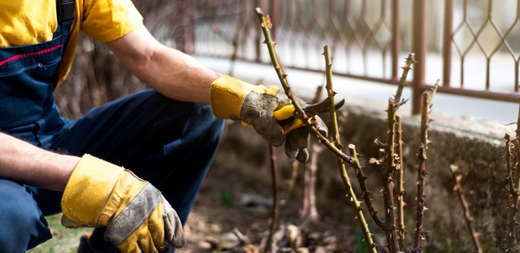 Jak zabezpieczyć róże na zimę? Poradnik
