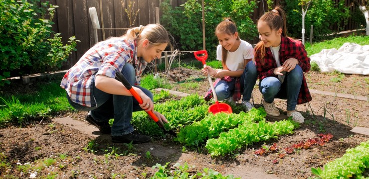 Ogródek warzywny - poradnik dla początkujących