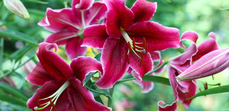 Kiedy sadzić lilie i jak je pielęgnować?