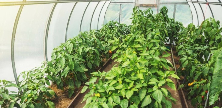 Jak zrobić tunel foliowy?