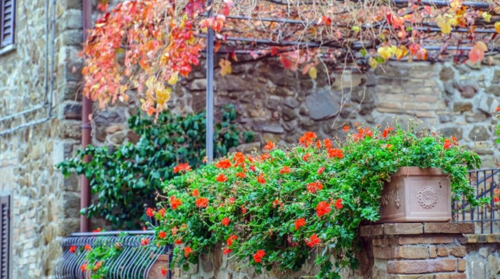 Jak przezimować pelargonie?