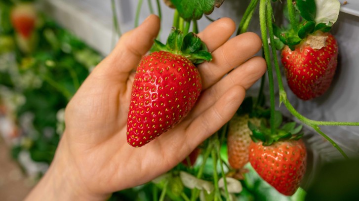 Truskawki w szklarni i tunelu – wszystko, co musisz wiedzieć