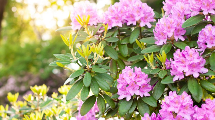 Azalia – podlewanie, przycinanie i odmiany