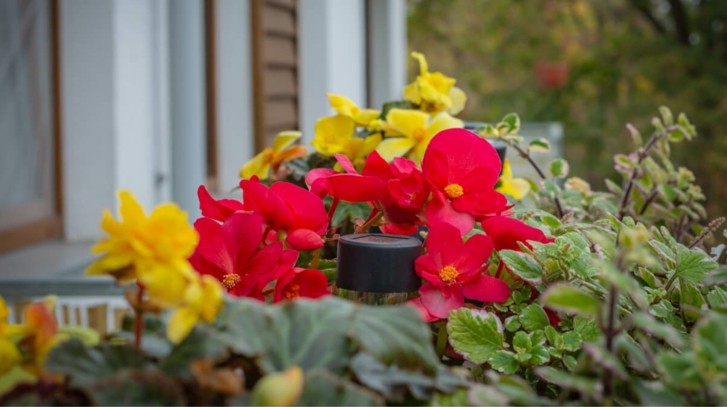 Rośliny odstraszające komary - jak chronić się latem?