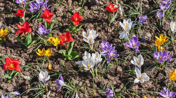 Kwiaty wczesnowiosenne w Twoim ogrodzie