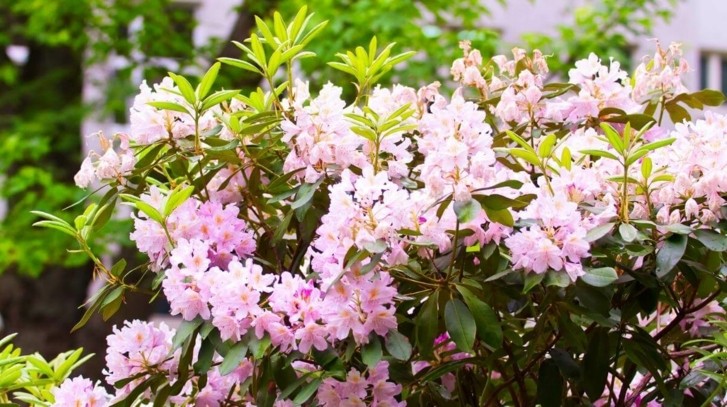 Krzewy ozdobne do ogrodu - jakie wybrać?