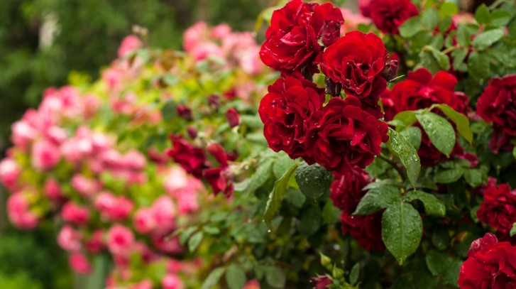 Kiedy przycinać róże, jakie odmiany wybrać i jak je pielęgnować? 
