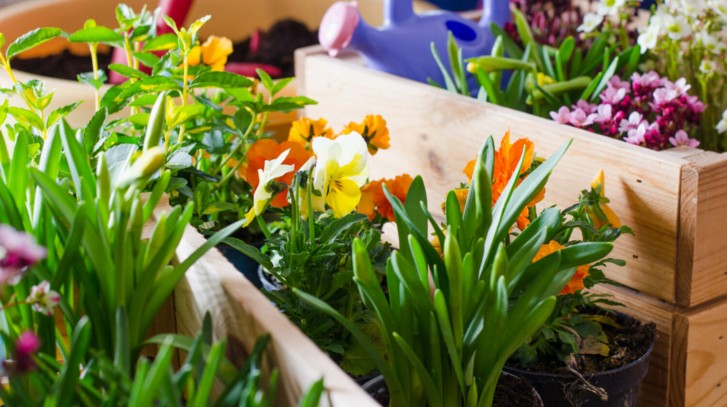 Kwiaty na balkon słoneczny – jakie rośliny na balkon południowy wybrać?