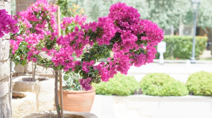 Bugenwilla – co to za roślina i jak o nią dbać cały rok?