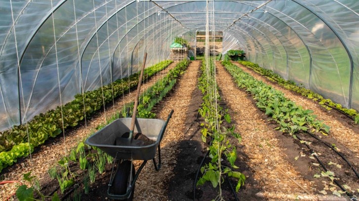 Jak ustawić tunel foliowy względem słońca – wschód-zachód czy północ-południe?