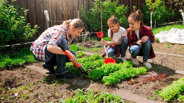 Ogródek warzywny - poradnik dla początkujących